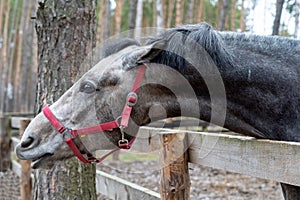 The head of a gray horse peeks out from behind a wooden fence. An animal with a red bridle in the forest on the street in the corr