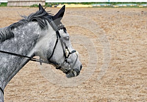 The head of a gray horse at a race