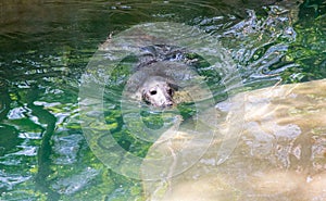 Head of a gray seal emerged from the water