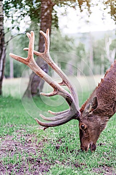 The head of a grazing deer maral with gorgeous horns