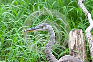 The Head of a Great Blue Heron