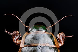 Head of great diving beetle (Dytiscus marginalis)