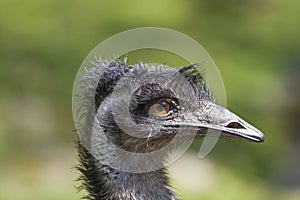 Head of the Great Emu