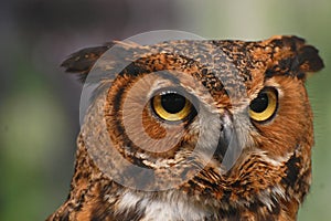 Head of a Great Horned Owl