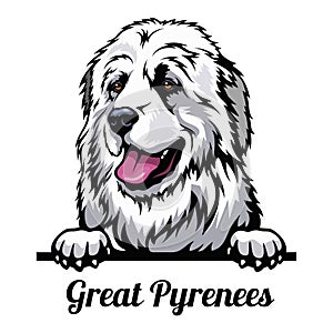 Head Great Pyrenees - dog breed. Color image of a dogs head isolated on a white background