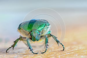 head of green insect Chlorocola africana
