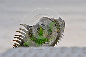 Head of green mexican iguana photo