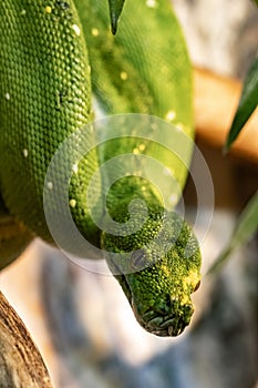 The head of a green Python. Morelia viridis.