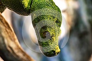 The head of a green Python. Morelia viridis.