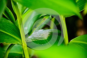 Head of a green vine snake