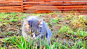 Head of a grey cat who is eating grass