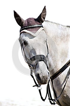 Head of grey sporting horse