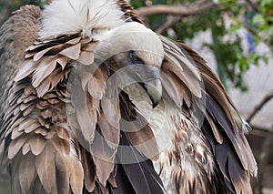 Head of Griffon Vulture side view