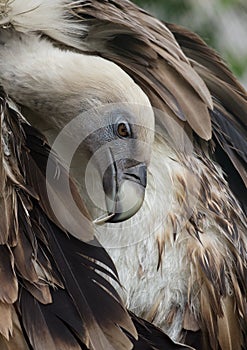 Head of Griffon Vulture side view