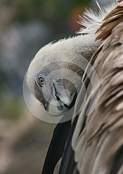 Head of Griffon Vulture side view