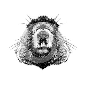 Head Groundhog