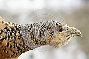 The head of a grouse close-up