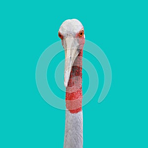 The head of a Gruidae flamingo or Grus antigone antigone bird.