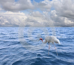 The head of a Gruidae flamingo or Grus antigone antigone bird.