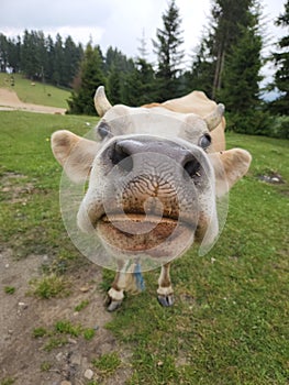 Head of an Guernsey crossbred cow in Giresun photo