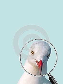 Head gull on blue background, Seagull wearing a sailor hat isolated