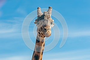 Head Of Gyraph Isolated On Blue Sky Background