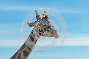 Head Of Gyraph Isolated On Blue Sky Background