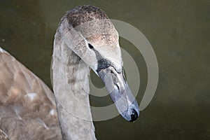 Head of a half grown cygnet