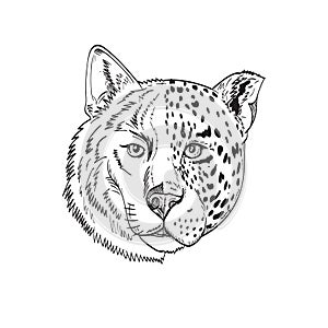 Head of Half Timber Wolf and Half Jaguar Panther or Leopard Drawing Black and White