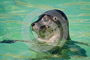 Head of harbor seal photo