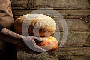 A head of hard cheese in man's cheesemaker hands. marble cheese