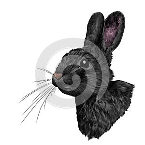 Head hare in profile, sketch vector graphics