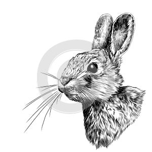 Head hare in profile, sketch vector graphics