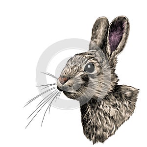 Head hare in profile, sketch vector graphics