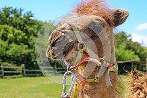 Head of a harnessed small bactrian camel cub