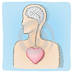 Head and heart connected organs