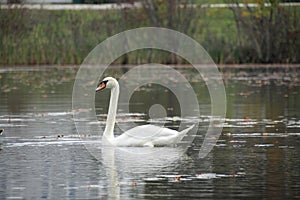 head held high swan, proud, Auburn, Ma