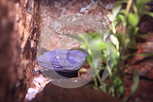 Hellbender salamander