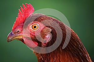 Head of hen