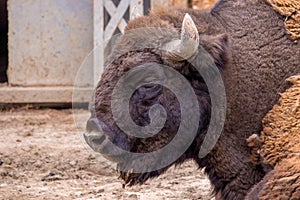 Head of a herbivore bison at the zoo