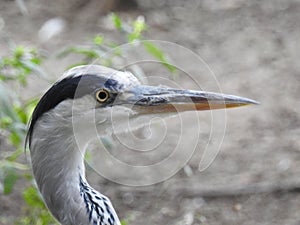 The head of a heron
