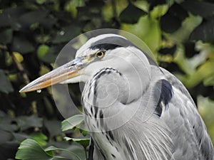 The head of a heron
