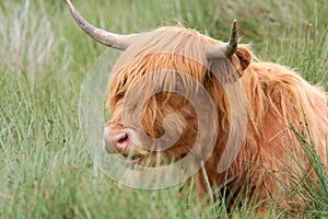 Head of highland cow sitting in grass