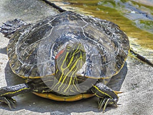 Head Hight turtle at El Dorado East Regional Park