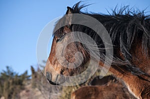 Head of a hinny