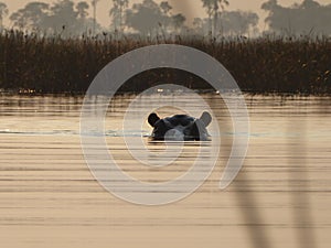 Head of a hippo emerging from water.