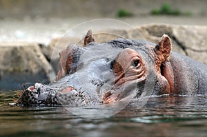 Head of Hippopotamus