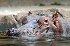 Head of Hippopotamus photo