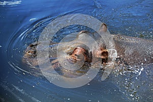 Head of Hippopotamus in the Water