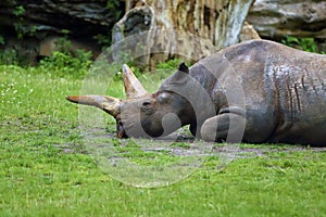 The head with horn of black rhinoceros or hook-lipped rhino Diceros bicornis with big horns in captivity. Beautiful black rhino